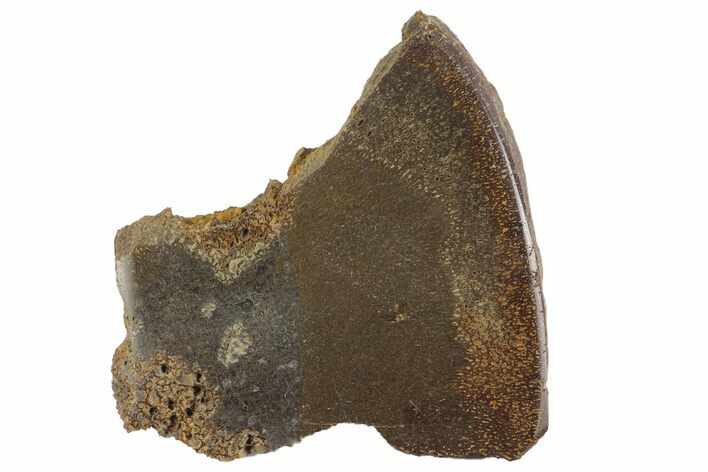 Polished Pliosaur (Liopleurodon) Bone - England #165692